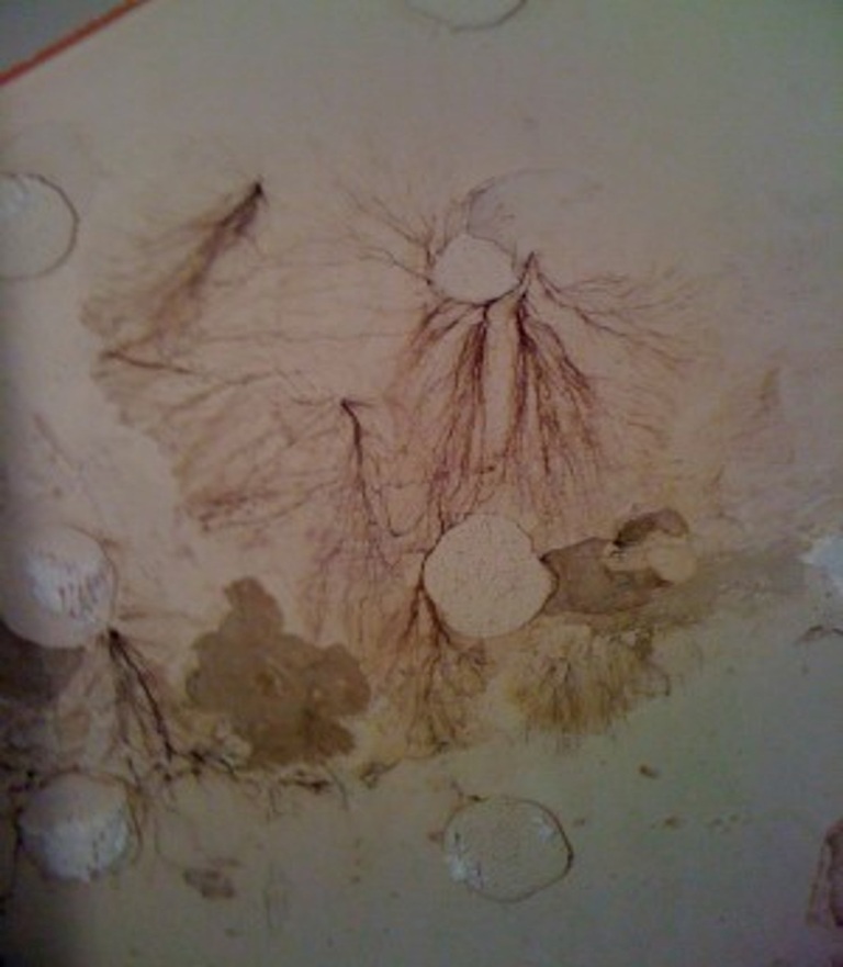 Presence of Coniophora puteana.