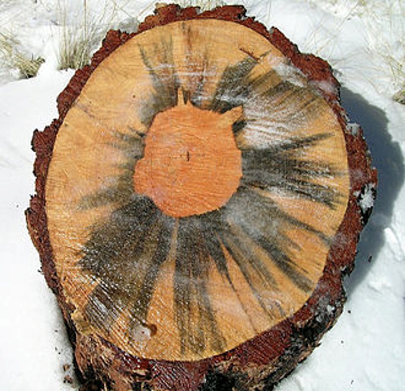 Presence of  Blue stain fungus.