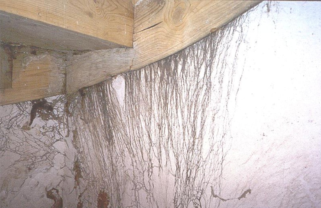 Presence of Coniophora puteana (source@www.fcba.fr).