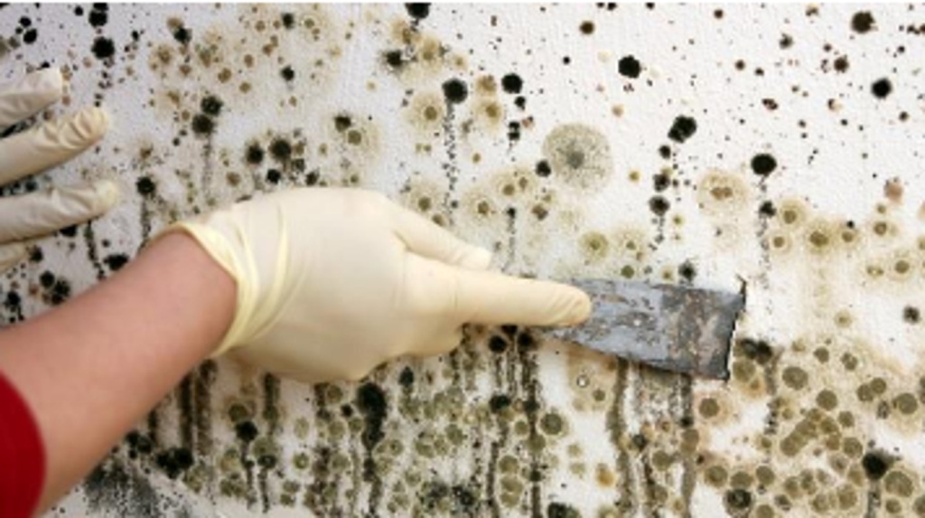 Presence of Mould (source@www.fcba.fr).