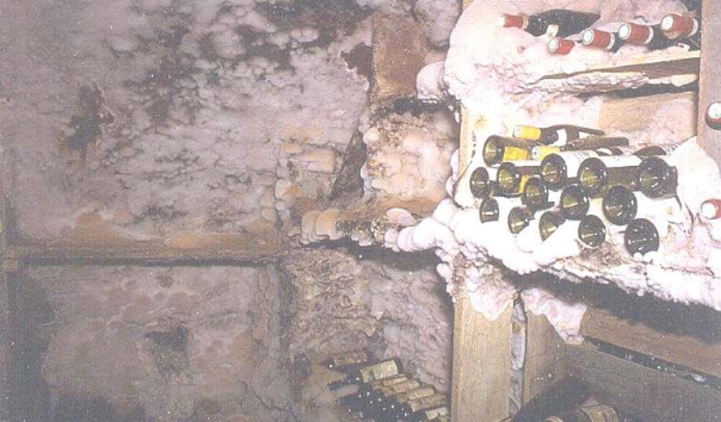 Presence of Serpula lacrymans (source@www.fcba.fr).